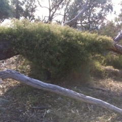 Clematis leptophylla at Isaacs Ridge - 2 Aug 2011 12:16 PM