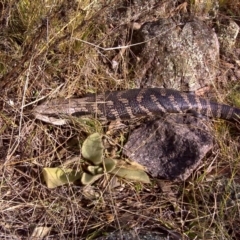 Tiliqua scincoides scincoides (Eastern Blue-tongue) at Mount Mugga Mugga - 14 Aug 2011 by Mike