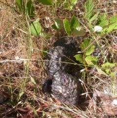 Tiliqua rugosa (Shingleback Lizard) at Mount Majura - 26 Dec 2015 by waltraud