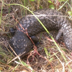 Tiliqua rugosa at Hackett, ACT - 27 Dec 2015