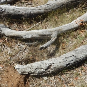 Tiliqua rugosa at Majura, ACT - 27 Dec 2015