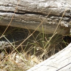 Tiliqua rugosa at Majura, ACT - 27 Dec 2015