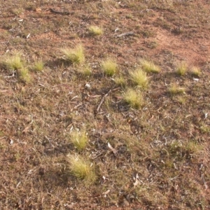 Nassella trichotoma at Watson, ACT - 11 Dec 2015