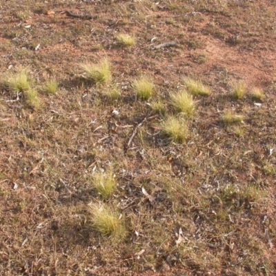 Nassella trichotoma (Serrated Tussock) at Watson, ACT - 10 Dec 2015 by waltraud