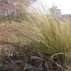 Nassella trichotoma at Watson, ACT - 11 Dec 2015