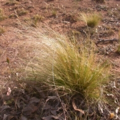 Nassella trichotoma at Watson, ACT - 11 Dec 2015