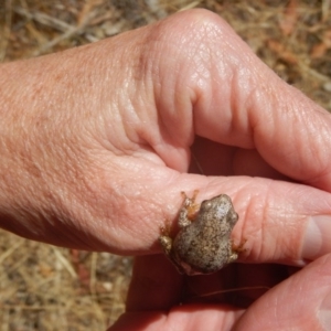 Litoria peronii at Majura, ACT - 27 Dec 2015 10:57 AM