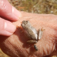 Litoria peronii at Majura, ACT - 27 Dec 2015 10:57 AM