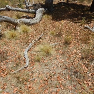 Nassella trichotoma (Serrated Tussock) at Mount Ainslie - 27 Dec 2015 by MichaelMulvaney