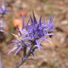 Eryngium ovinum (Blue Devil) at Hackett, ACT - 27 Dec 2015 by waltraud