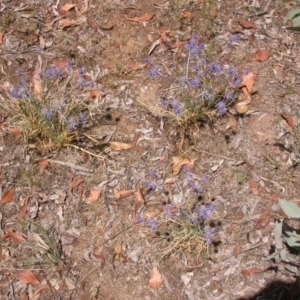 Eryngium ovinum at Hackett, ACT - 27 Dec 2015