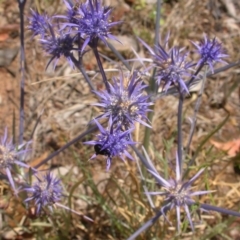 Eryngium ovinum at Hackett, ACT - 27 Dec 2015