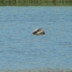 Chelodina longicollis at Fyshwick, ACT - 24 Dec 2015 09:21 AM