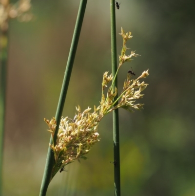 Juncus sarophorus (Broom Rush) at Cotter River, ACT - 13 Dec 2015 by KenT