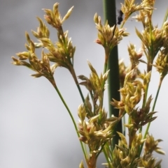 Juncus sarophorus at Cotter River, ACT - 13 Dec 2015