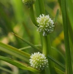 Sparganium subglobosum (Floating Bur-reed) at Uriarra Village, ACT - 13 Dec 2015 by KenT