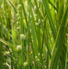 Sparganium subglobosum at Uriarra Village, ACT - 13 Dec 2015