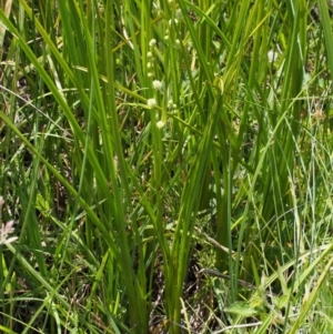 Sparganium subglobosum at Uriarra Village, ACT - 13 Dec 2015