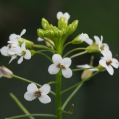 Rorippa microphylla (One-rowed Watercress) at Cotter River, ACT - 13 Dec 2015 by KenT