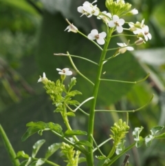 Rorippa microphylla at Cotter River, ACT - 13 Dec 2015