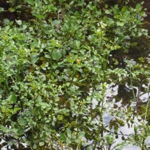 Rorippa microphylla at Cotter River, ACT - 13 Dec 2015