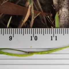 Rorippa microphylla at Cotter River, ACT - 13 Dec 2015