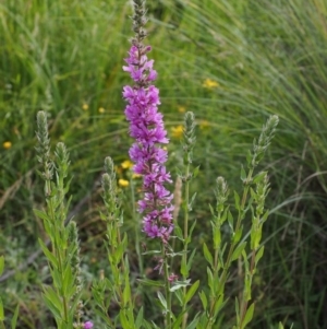 Lythrum salicaria at Cotter River, ACT - 13 Dec 2015 08:59 AM