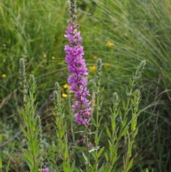 Lythrum salicaria (Purple Loosestrife) at Cotter River, ACT - 12 Dec 2015 by KenT