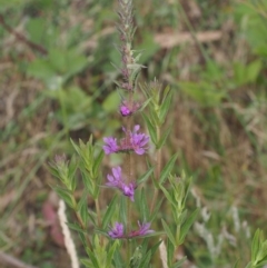 Lythrum salicaria at Cotter River, ACT - 13 Dec 2015 08:59 AM