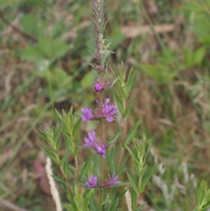 Lythrum salicaria at Cotter River, ACT - 13 Dec 2015