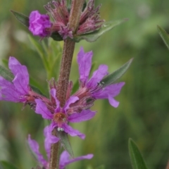 Lythrum salicaria at Cotter River, ACT - 13 Dec 2015