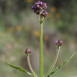 Verbena incompta at Cotter River, ACT - 13 Dec 2015