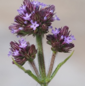 Verbena incompta at Cotter River, ACT - 13 Dec 2015