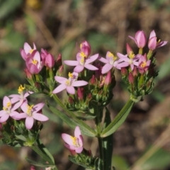 Centaurium erythraea (Common Centaury) at Lower Cotter Catchment - 12 Dec 2015 by KenT