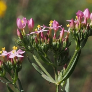 Centaurium erythraea at Cotter River, ACT - 13 Dec 2015 09:17 AM