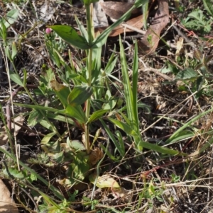 Centaurium erythraea at Cotter River, ACT - 13 Dec 2015