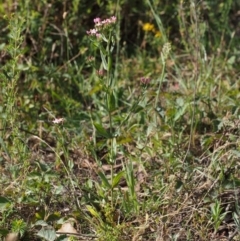 Centaurium erythraea at Cotter River, ACT - 13 Dec 2015 09:17 AM