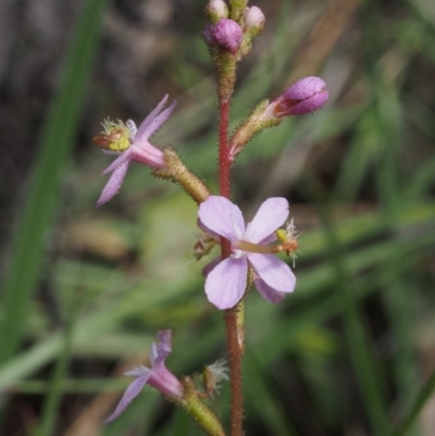 Stylidium graminifolium (grass triggerplant) at Cotter River, ACT - 13 Dec 2015 by KenT