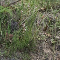 Stylidium graminifolium at Cotter River, ACT - 13 Dec 2015