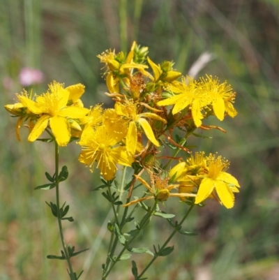 Hypericum perforatum (St John's Wort) at Cotter River, ACT - 13 Dec 2015 by KenT