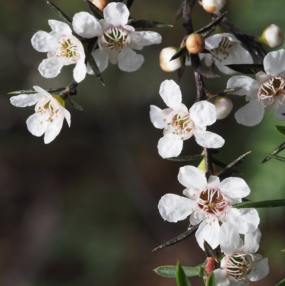 Leptospermum continentale (Prickly Teatree) at Cotter River, ACT - 13 Dec 2015 by KenT