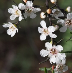 Leptospermum continentale (Prickly Teatree) at Cotter River, ACT - 12 Dec 2015 by KenT