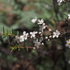 Leptospermum continentale at Cotter River, ACT - 13 Dec 2015