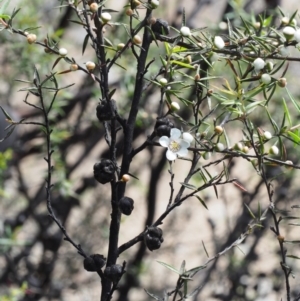 Leptospermum continentale at Cotter River, ACT - 13 Dec 2015