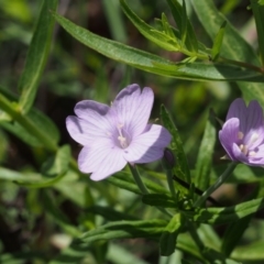 Epilobium billardiereanum (Willowherb) at Cotter River, ACT - 13 Dec 2015 by KenT