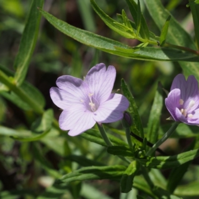 Epilobium billardiereanum (Willowherb) at Cotter River, ACT - 13 Dec 2015 by KenT