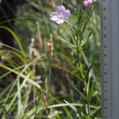 Epilobium billardiereanum at Cotter River, ACT - 13 Dec 2015