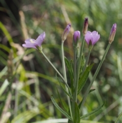 Epilobium billardiereanum at Cotter River, ACT - 13 Dec 2015