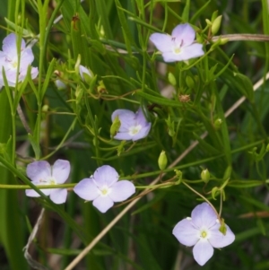 Veronica gracilis at Cotter River, ACT - 13 Dec 2015