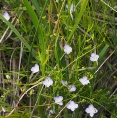 Veronica gracilis at Cotter River, ACT - 13 Dec 2015